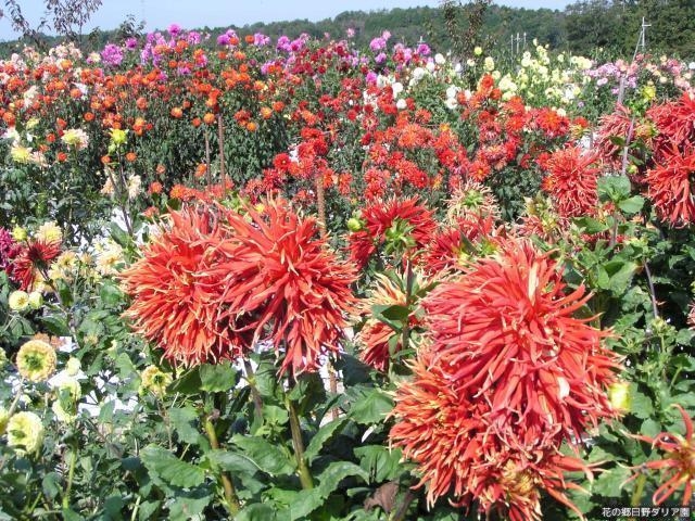 日野ダリア園_日野ダリア園