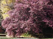 サザンカの大木の写真2
