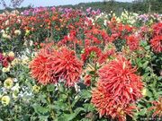 日野ダリア園の写真2
