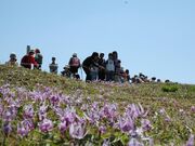 奥出雲町のカタクリの写真1