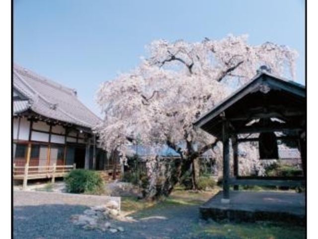専通寺のしだれ桜の写真1