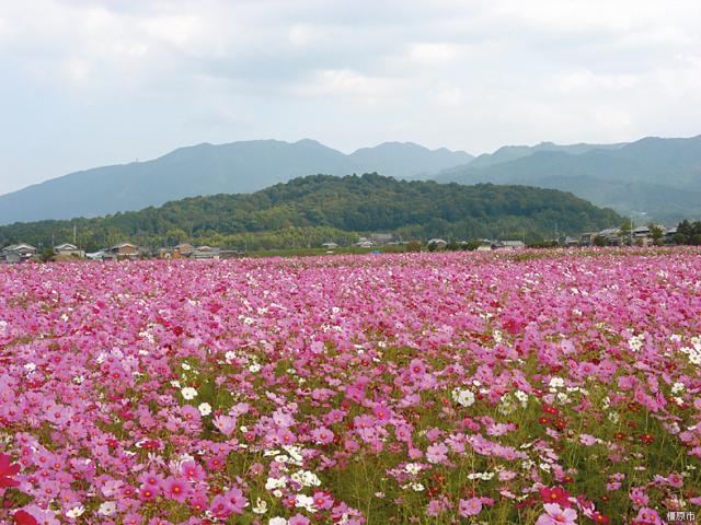 香具山_香具山