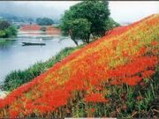 津屋川堤防の写真2