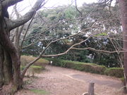 伊豆山子恋の森公園の写真2