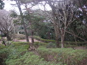 伊豆山子恋の森公園の写真3