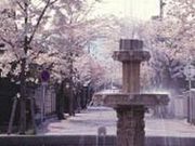 桜の径の写真1