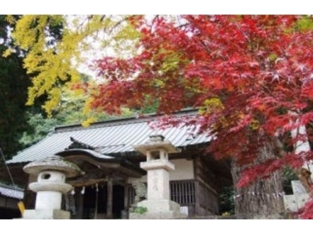 椿八幡宮/いちょうの写真1