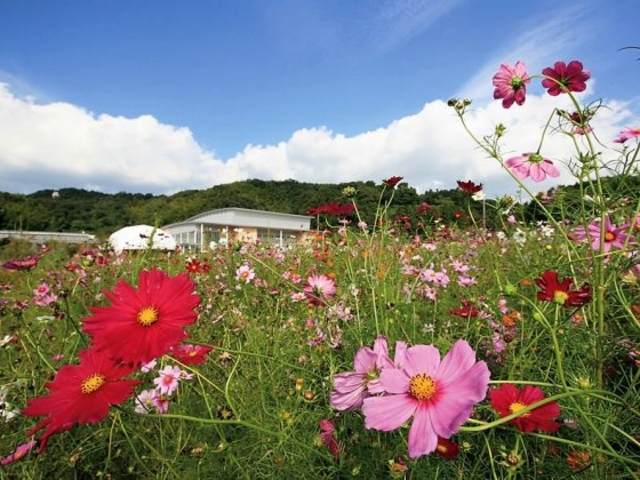 下松スポーツ公園/しだれ桜・ポピー・コスモス