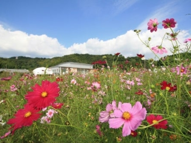 スポーツ公園コスモス_下松スポーツ公園/しだれ桜・ポピー・コスモス