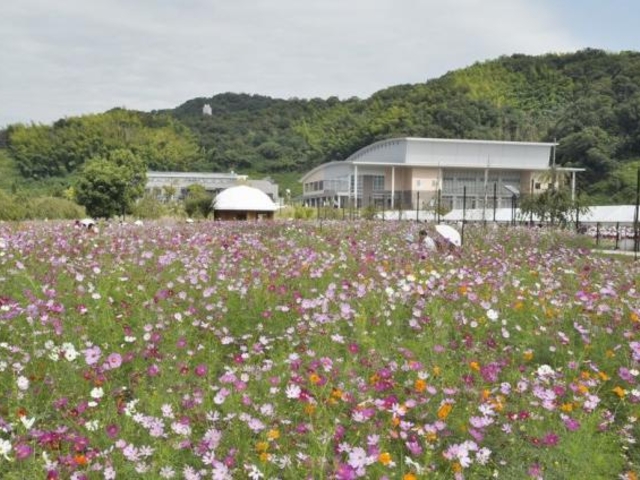 下松スポーツ公園/コスモス_下松スポーツ公園/しだれ桜・ポピー・コスモス