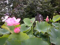 法積寺/はすの写真1