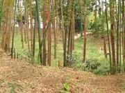 国史跡下総小金中野牧跡(捕込)の写真1