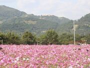 コスモスの小径の写真1