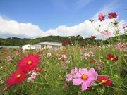 下松スポーツ公園/しだれ桜・ポピー・コスモスの写真2