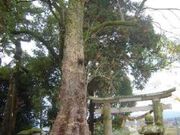 浄水寺跡の無患子の写真1