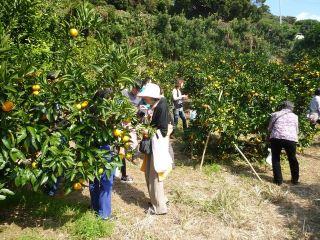 千倉オレンジセンター オレンジ村キャンプ場