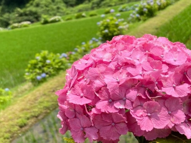 枝川内アジサイランド