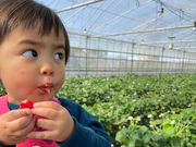 鈴木いちご園の写真2