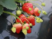 高橋いちご園の写真3