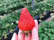 高橋いちご園の写真4