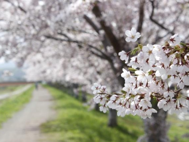 余市川桜並木