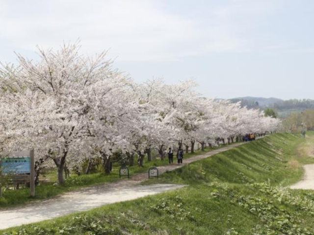 余市川桜並木
