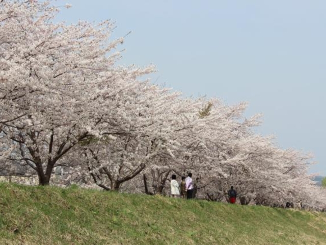 余市川桜並木