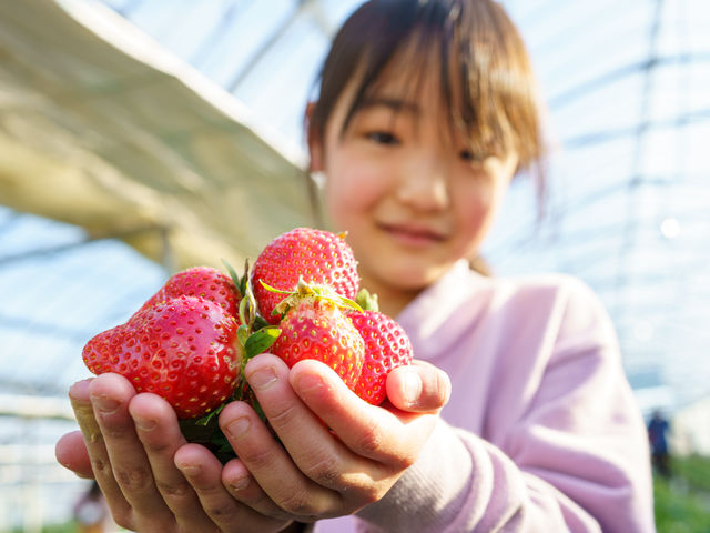とよふさいちご園(館山観光いちご狩りセンター)