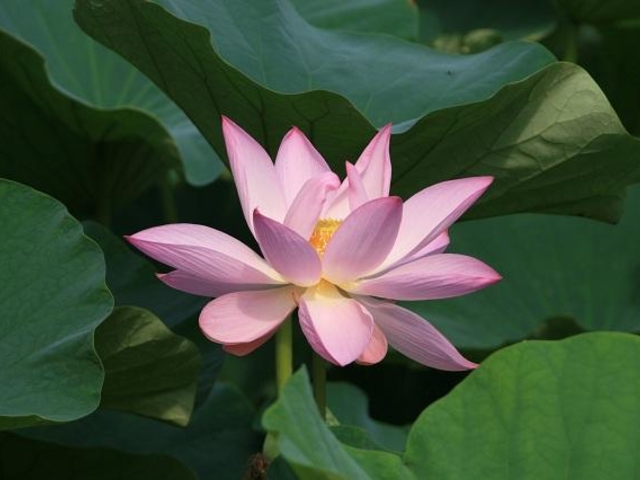 極楽寺の蓮池の写真1