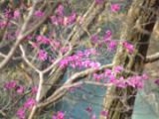 吾妻渓谷のムラサキツツジの写真1