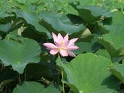 極楽寺の蓮池の写真2