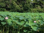 極楽寺の蓮池の写真3