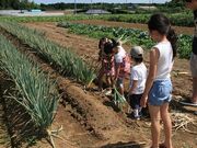 収穫体験(有野実苑オートキャンプ場)の写真2