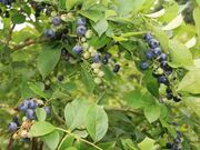 空と風のブルーベリー園の写真3