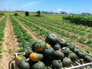 ソムリエファームの写真3