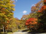 せせらぎ街道(紅葉)の写真1