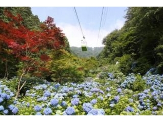 弥彦山ロープウェイとアジサイ_弥彦山ロープウェイ