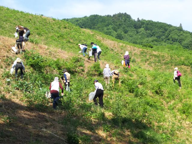 樹木がなく見晴らしの良い園内_丸渕観光わらび園