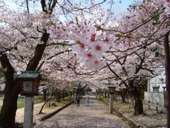 弥彦公園の桜の写真1