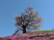 双子の桜の写真1