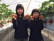 出雲崎いちご畑の写真2