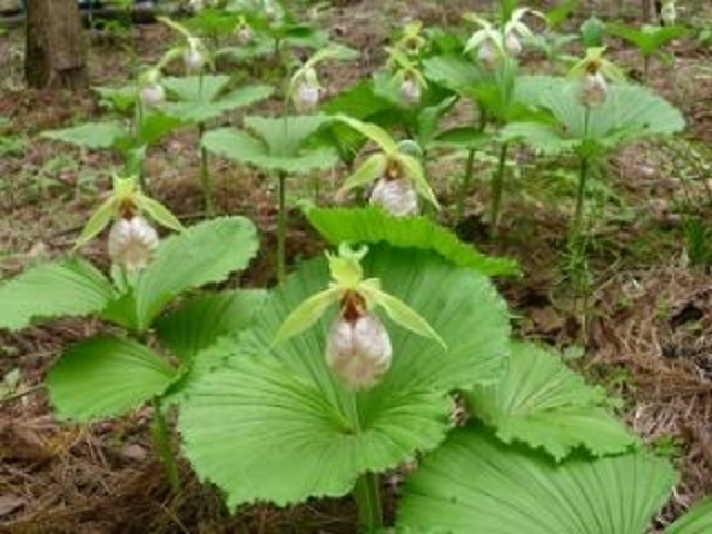 クマガイソウの写真1