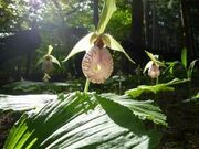 クマガイソウの写真2