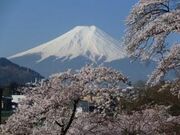 忠魂碑の桜の写真1