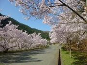 三ッ峠さくら公園の桜の写真1