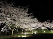 三ッ峠さくら公園の桜の写真2