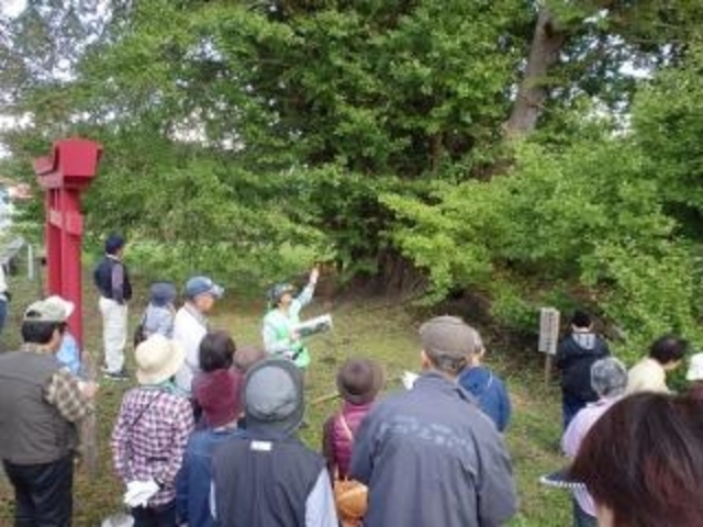 階上町巨木めぐりの写真1