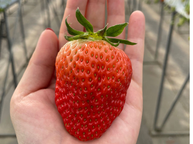 手の平サイズの大きないちごを見つけよう!(^3^)!_大野観光いちご園