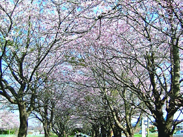 宮の池公園の写真1