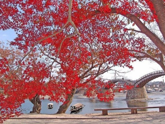 秋の遊覧船「もみじ舟」の写真1